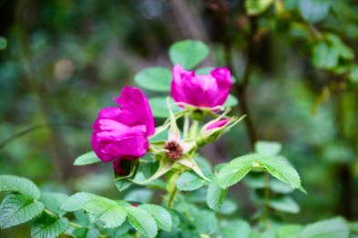 1A2CF89E-E93F-4E33-96F7-B4BB7E00A8CE_1_201_a